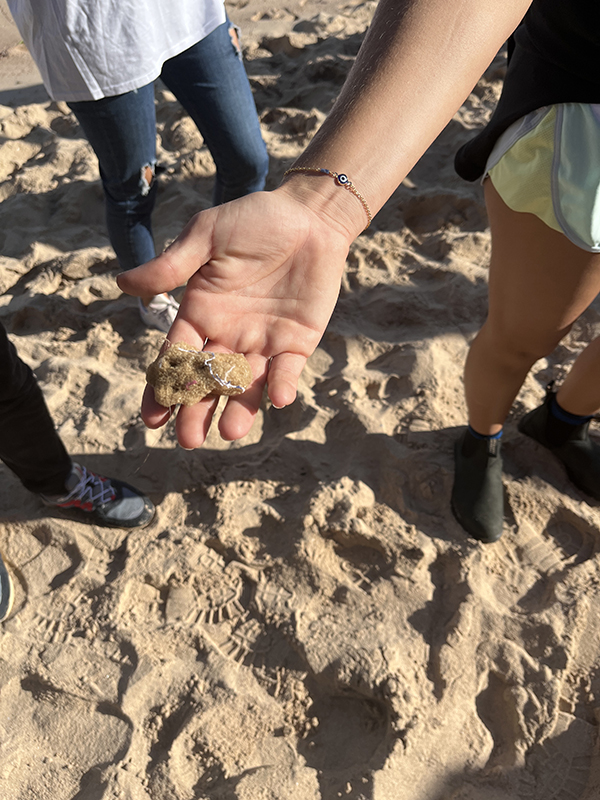 Primo piano di una spugna marina trovata in spiaggia